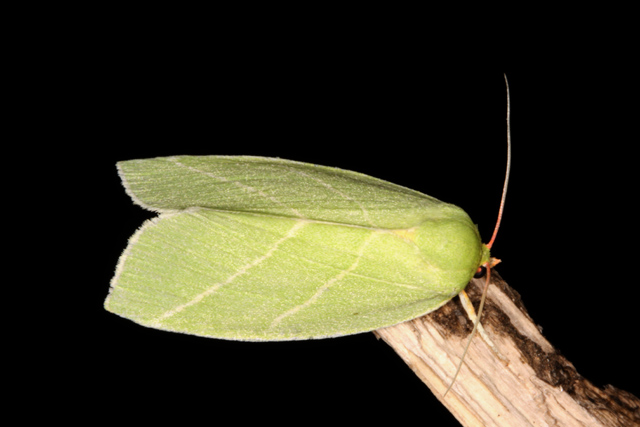 Bena bicolorana - Copyright Denis Bourgeois